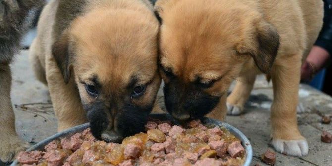 Yardım Gönüllüleri Hayvan Barınağı Ziyareti