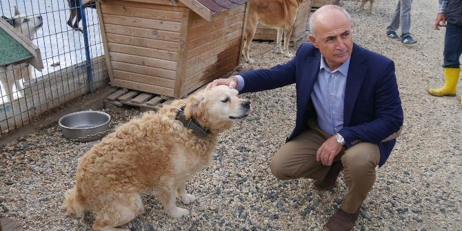 Büyükçekmece Esnafına ’Hayvan Dostu’ Stickeri