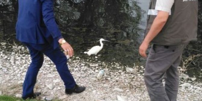 Yabani Kuşlar Tedavi Edildikten Sonra Doğaya Bırakılıyor