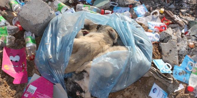 Yavru Köpeklerin Bir Poşete Konulup Telef Edildiği İddiası