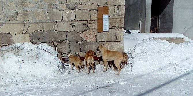 Karda Yiyecek Bulamayan Köpeklere Köylüler Sahip Çıktı