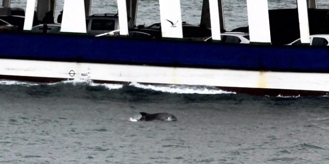 Çanakkale Boğazı’nda Yunusların Dansı