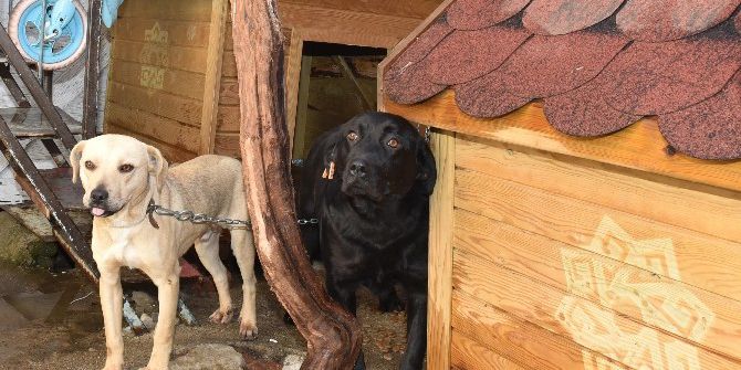 Hayvanlara Karesi Şefkati