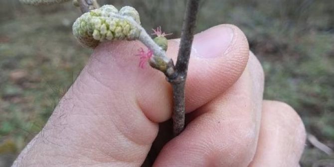 Güneşli Hava Fındığı Erken Uyandırdı