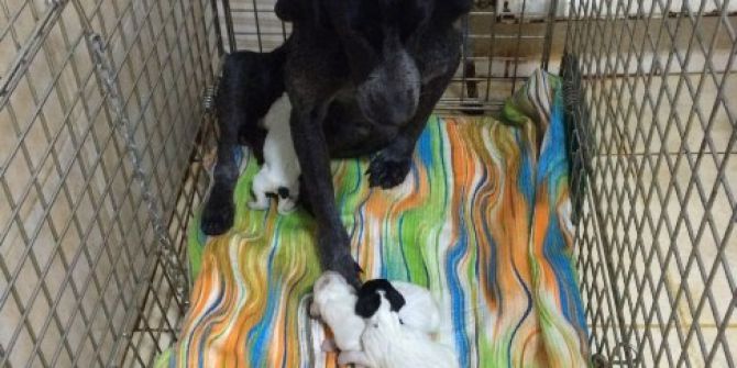 Anne Köpek Ve Yeni Doğan Yavruları Soğuğa Karşı Korumaya Alındı