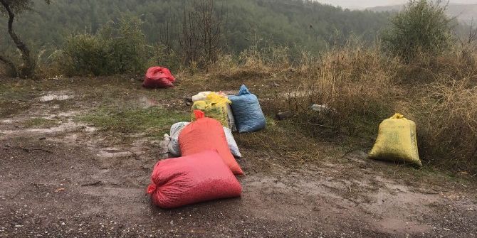 Milas’ta Zeytin Hırsızına Suçüstü