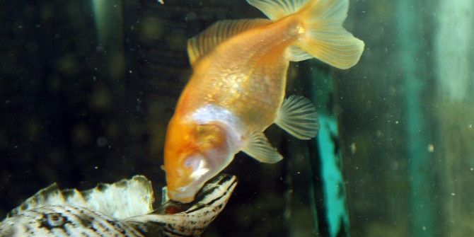 - Gözleri Olmadan Yaşayan Japon Balığı Görenleri Hayrete Düşürüyor