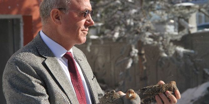 Avcılar Tarafından Vurularak Yaralanan 2 Çil Keklik Koruma Altına Alındı