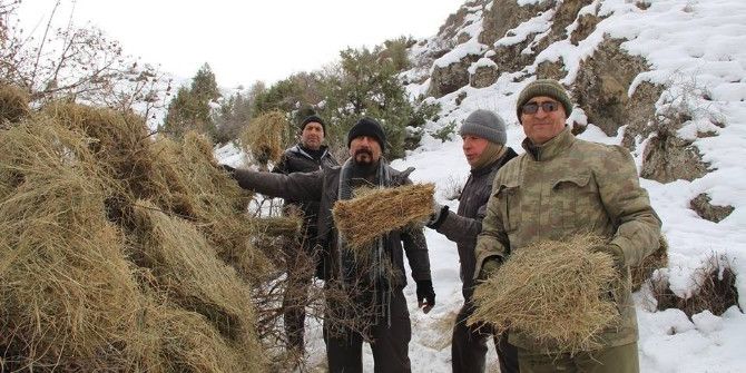 Yaban Keçiler İçin Dağlara Ot Bıraktılar