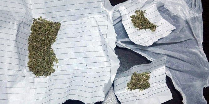 Otomobilin Far Kısmında Bonzai Yakalandı