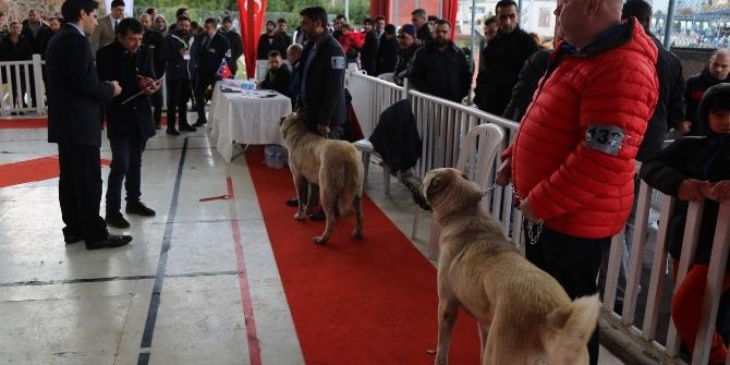 Gaziemir’de Köpek Irkları Yarışması