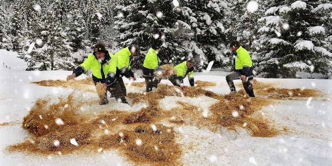 Orman Ve Su İşleri Bakanlığı’ndan Yaban Hayvanları İçin Yiyecek Takviyesi