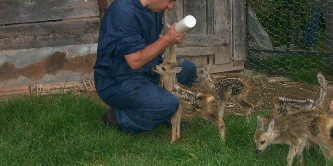Ordu’da Geçen Yıl 326 Yaban Hayvanı Tedavi Edildi