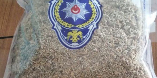 Meyve Suyu Kutusundan Bonzai Çıktı