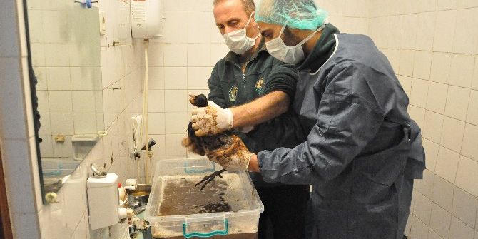 Katrana Bulanan Deniz Canlıları Darıca’da Tedavi Altına Alındı