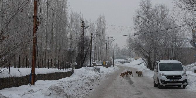 Sürü Halinde Gezen Köpekler Vatandaşı Tedirgin Ediyor