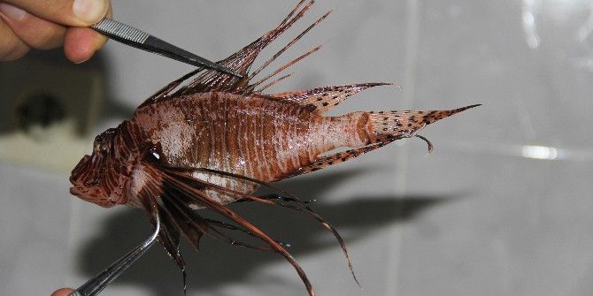 Bu Balığı Yemek Serbest, Dokunmak Yasak