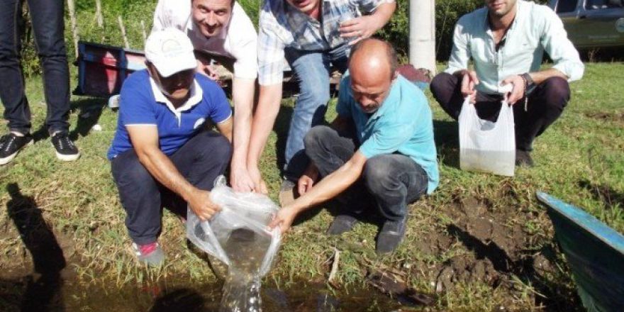 Samsun’da Göletlere 85 Bin Pullu Sazan Yavrusu Bırakıldı