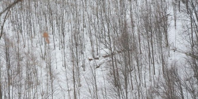 Kartepe’de Yem Yemeye Gelen Geyikler Görüntülendi