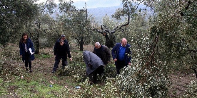 Kar Zeytin Ağaçlarını Budadı