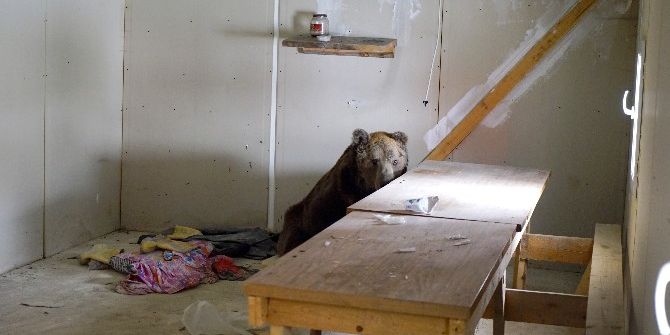 Halsiz Düşen Ayı, Boş Depoya Sığındı