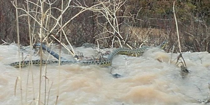 Zabıta Memurlarının Görüntülediği Dev Yılan Şoke Etti
