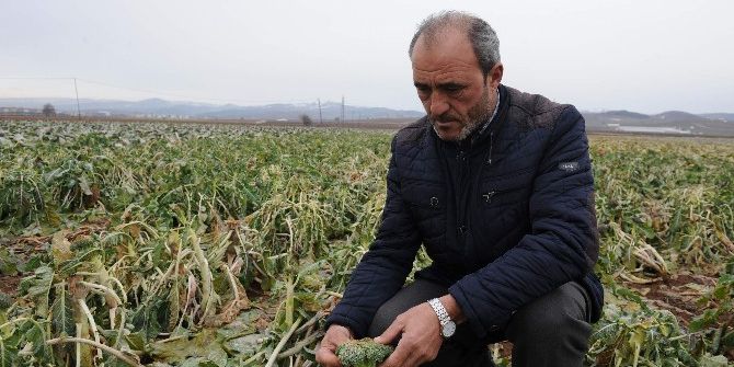 Lahana Pazarda 7 Lira, Tarlada 35 Kuruş