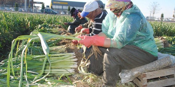Pırasa Üreticileri Soğuğa Aldırmadan Hasada Devam Ediyor