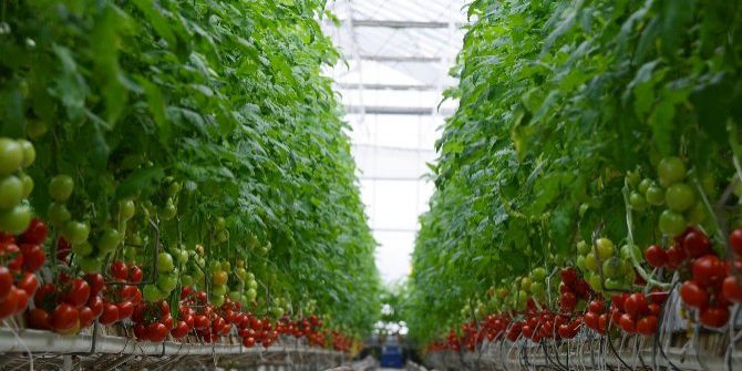 Kayseri Şeker’in Topraksız Domatesleri Sofralarda Yerini Aldı