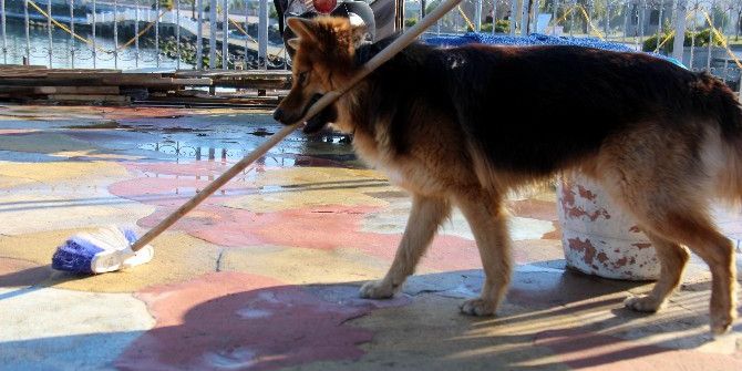 Yerleri Süpüren Köpek Herkesi Şaşırtıyor