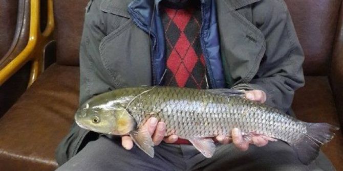 Oltu Çayında 2.5 Kiloluk Sazan Balığı Yakaladı