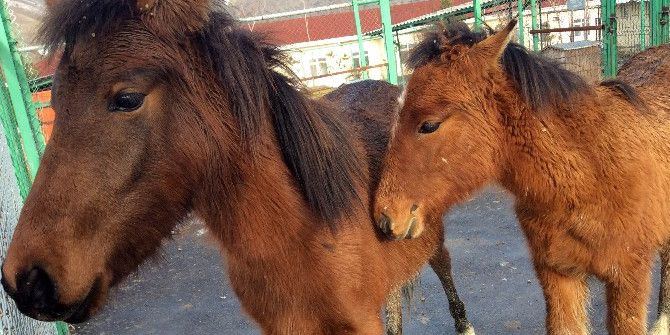 Ankara’da Atlar Firarda