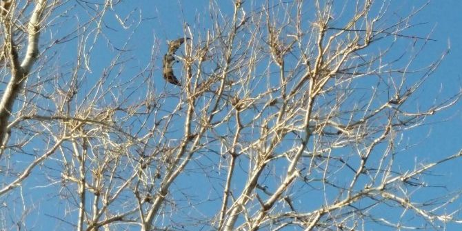 Karabatağın İmdadına İtfaiye Yetişti