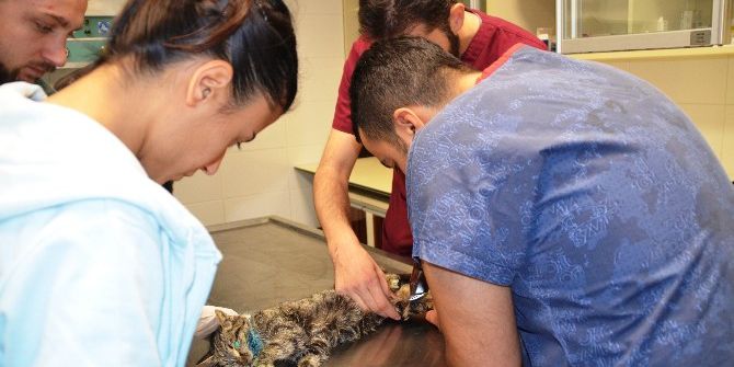 Donmak Üzere Olan Kediyi Duyarlı Vatandaş Kurtardı