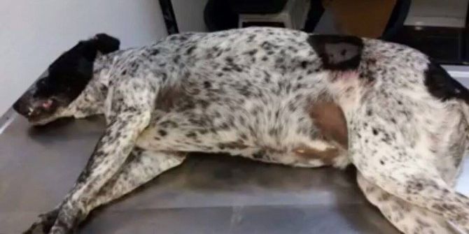 Hayvanseverlerden Ortaca’daki Köpek Cinayetine Tepki