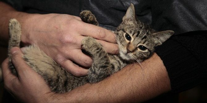 Odunpazarı’ndan Evinde 17 Sokak Hayvanı Besleyen Vatandaşa Yardım Eli
