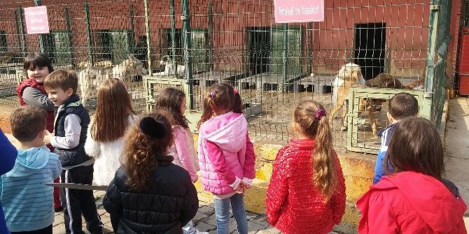 Can Dostlarına Şefkat