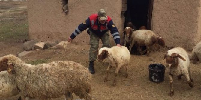 Koyun Hırsızları Yakalandı