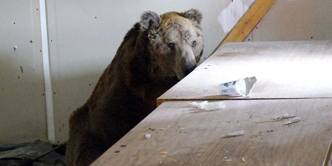 Boş Depoya Sığınan Ayı, Doğal Yaşamına Geri Döndü