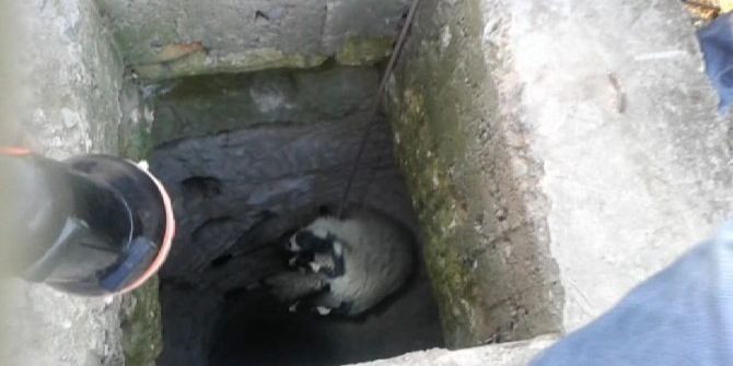 Kuyuya Düşen Koyun İtfaiye Tarafından Kurtarıldı