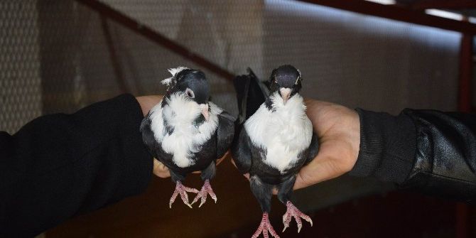 Hırsızlarından Korkan Arkadaşlar, Güvercinlerini Saklamaya Başladı