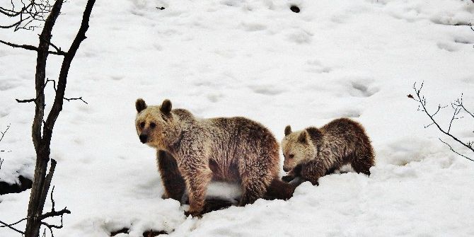 Tunceli’de Anne Ve Yavru Ayı, Kış Uykusu Yerine Gezmeyi Tercih Etti