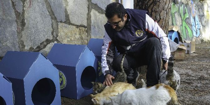 Buca Belediyesi’nden 80 Yeni Kedi Evi