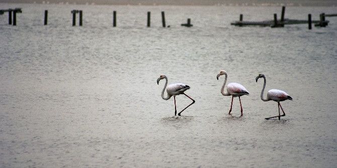 Milas Tuzla Cazibe Merkezi Oluyor