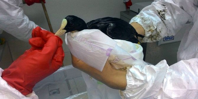 Sızıntıdan Etkilenen Kuşlara Kuvözlü Tedavi