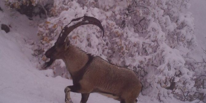 Doğal Ortamlarda Desteklenen Yaban Hayvanları Görüntülendi