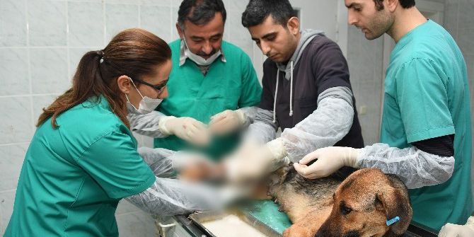 Trafik Kazası Geçiren Köpek Ve Yavrularına Belediye Sahip Çıktı