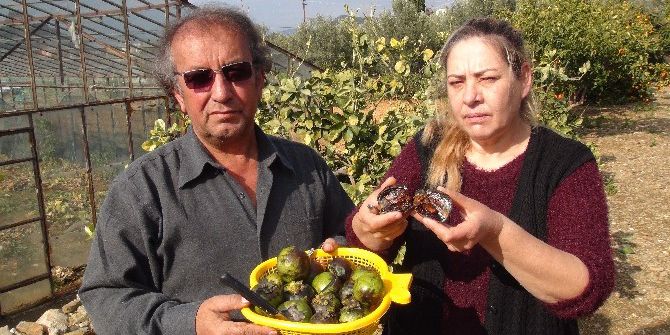 Emekli Memur Çift, Çikolataya Alternatif Ağaç Yetiştirdi