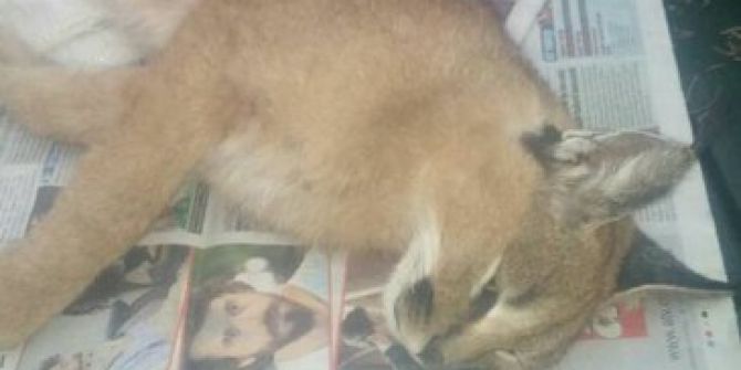 Karakulak, Kümeste Yakalandı