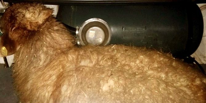 Jandarmanın Durdurduğu Otomobilin Bagajından Çalıntı Koyunlar Çıktı